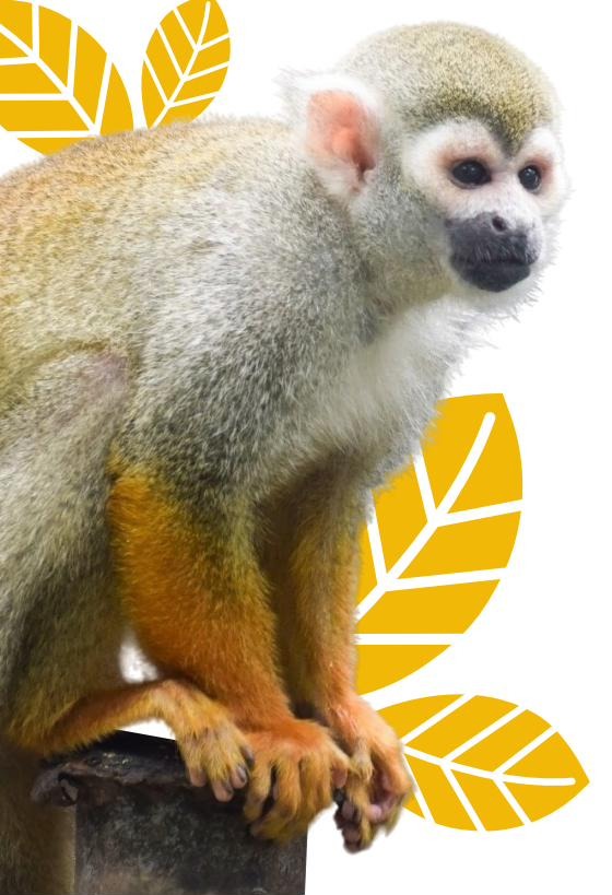 Fauna de los Llanos Orientales, imagen de marca